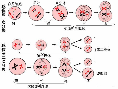 精原细胞图示图片